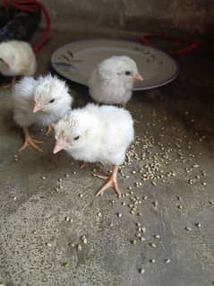 paper white heera aseel chicks for sell