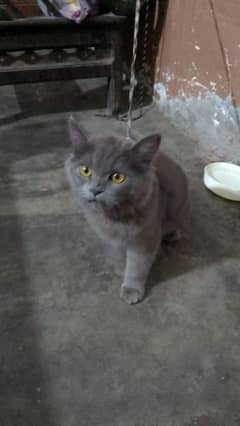 4 month cat female for sell