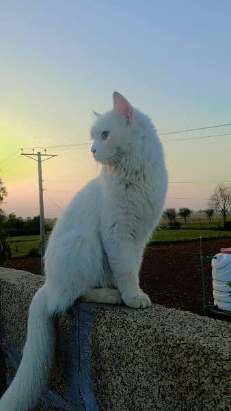 persian female cat for sale 2