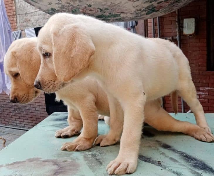 British Labrador Puppies pedigree Pair 03134111831 1