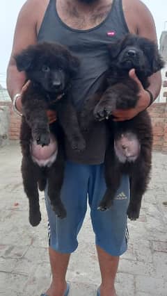 German shepherd pupies for sale