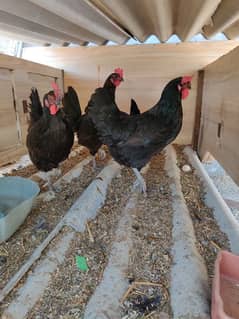 Australorp hen / Australorp chicks / Australorp