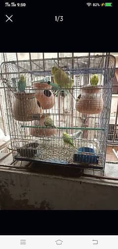 birds cage and 1 pair