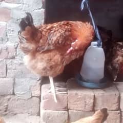 hen for sale