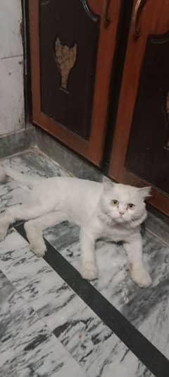 Persian Cat  (Male) for Sale