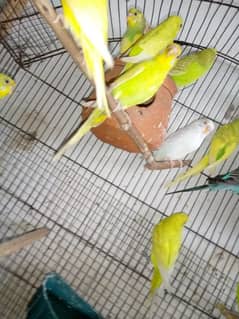 budgies parrot for sale