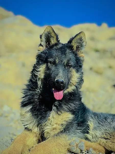 German Shepherd / Gsd / German Shepherd pyppy / German Shepherd Dog 8