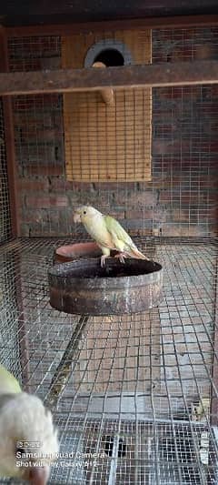 moon chick conure for sale