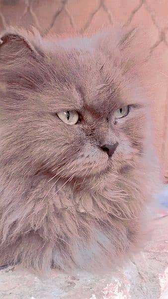 female Persian cat 0