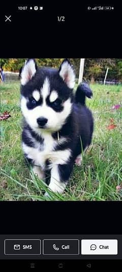 siberian husky blue eye puppies available