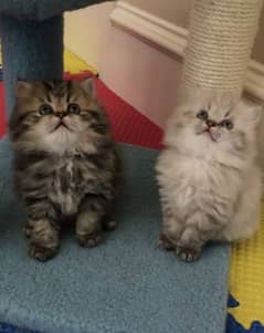 triple coated kittens for sale (adult cats availble on paid adoption)