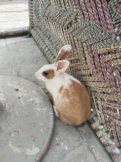 Rabbits for Sale Male & Female