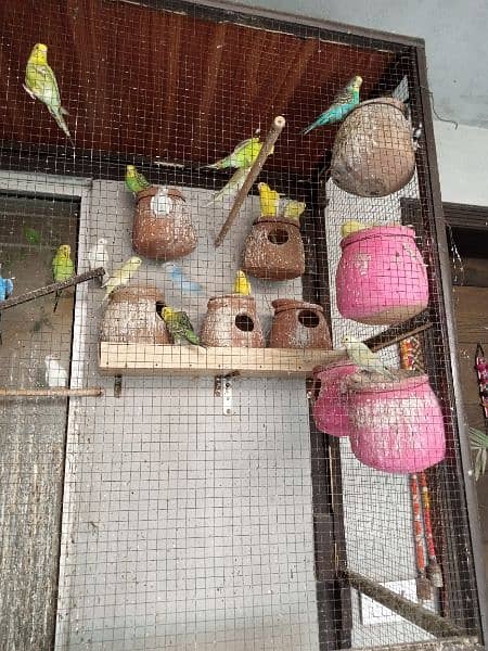budgie for sale 0