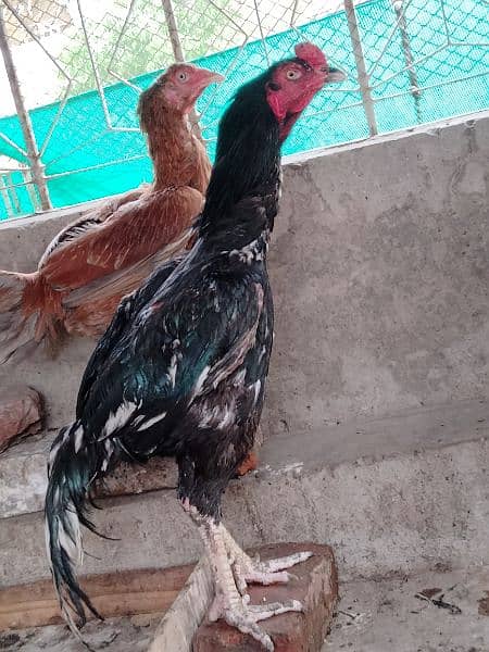 lasani aseel murgha Thai cross murghi pair or chicks for sale 0