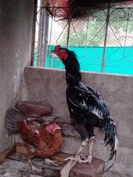 lasani aseel murgha Thai cross murghi pair or chicks for sale 5