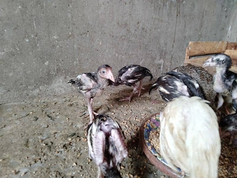 lasani aseel murgha Thai cross murghi pair or chicks for sale 6