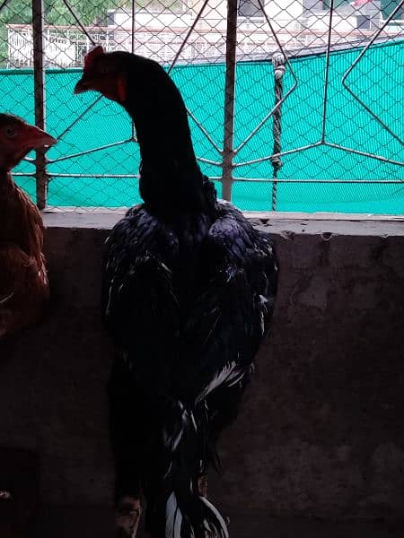 lasani aseel murgha Thai cross murghi pair or chicks for sale 16