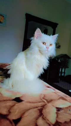 triple coated Persian cat. . . . . . .