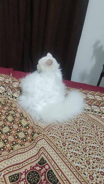 triple coated Persian cat. . . . . . . 2