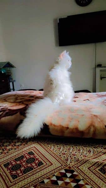 triple coated Persian cat. . . . . . . 4