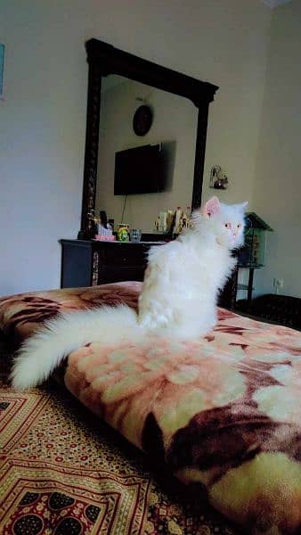 triple coated Persian cat. . . . . . . 14