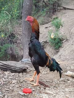 Japanese Shamo Male | Shamo Murgha | For sale