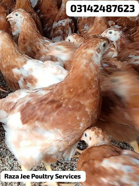 lohman brown | lohmann brown 8 weeks chicks for sale 1