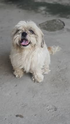 Shih Tzu Male Puppy Available Age 2 Years