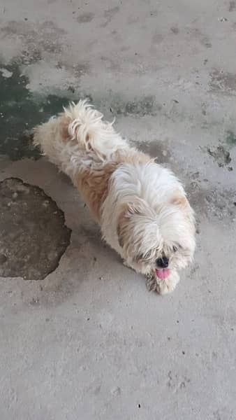Shih Tzu Male Puppy Available Age 2 Years 6