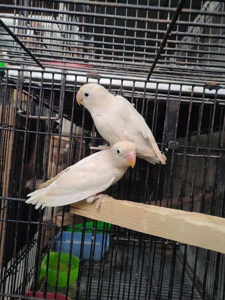 Love Birds full setup for sale including cages and all accessories 1