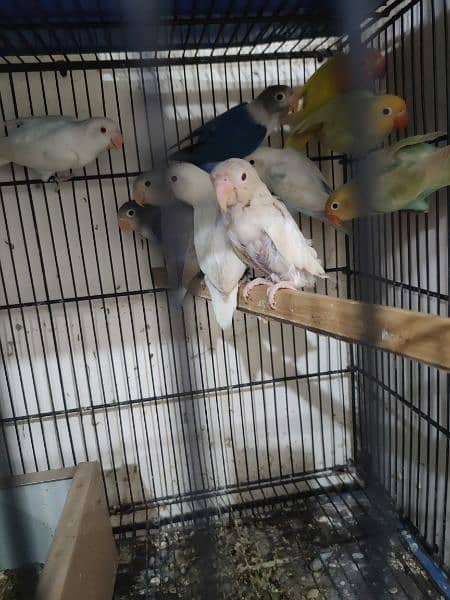 Love Birds full setup for sale including cages and all accessories 2