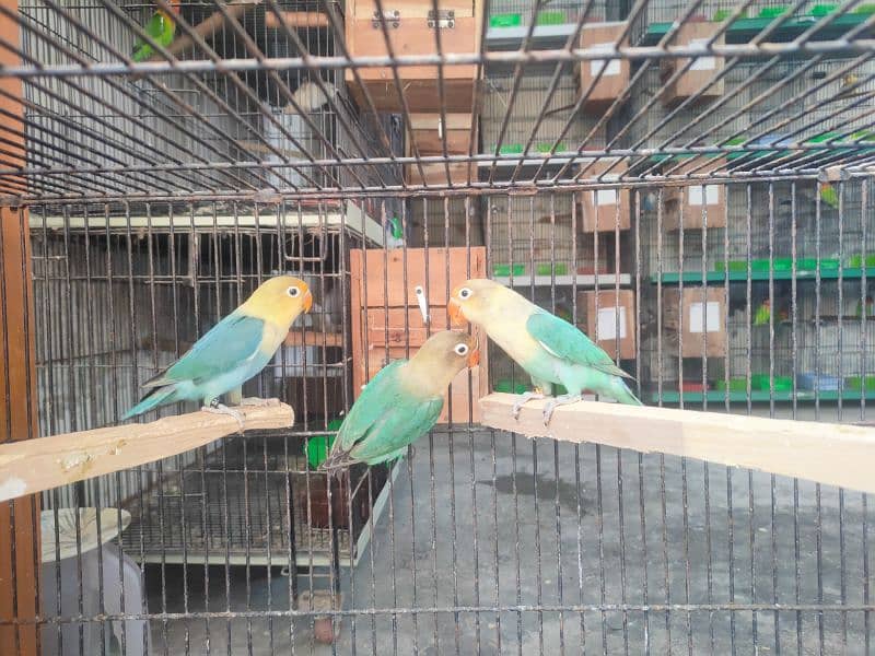 Love Birds full setup for sale including cages and all accessories 3