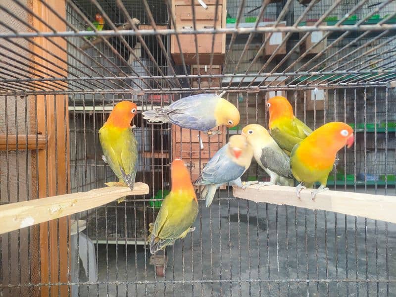 Love Birds full setup for sale including cages and all accessories 4