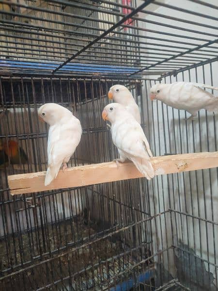 Love Birds full setup for sale including cages and all accessories 5