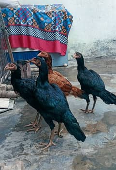 Thai Aseel Cross Hens