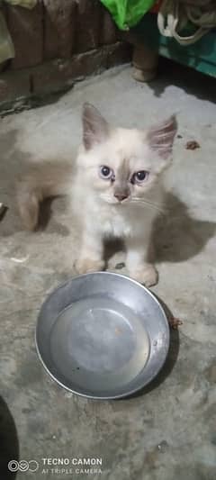 Persian cat female 4 bechy ha single 5000