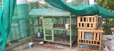 Pinjra For Chickens And Birds for sale