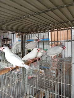 silvar and white java finch