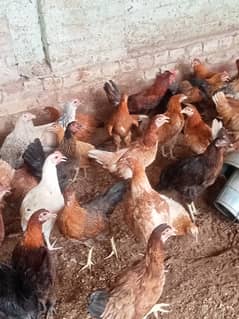 Desi hen for eggs vicinited in Jhelum Pakistan