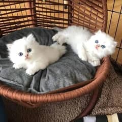 Persian kitten tripple  coated