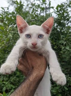 Pure white Persian male kittens