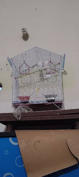 white love birds pair for sale 1