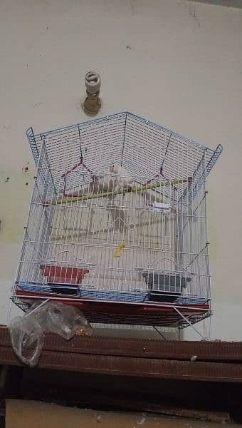 white love birds pair for sale 2