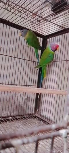 Parrots for sale