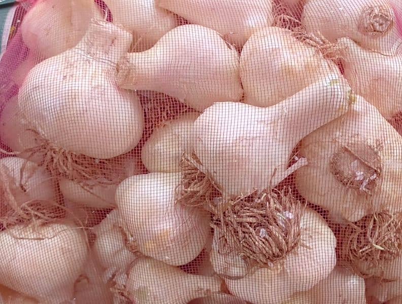 best quality G1 garlic 350/KG 1