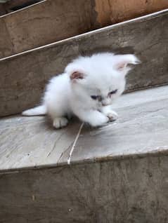 Persian kittens for sale