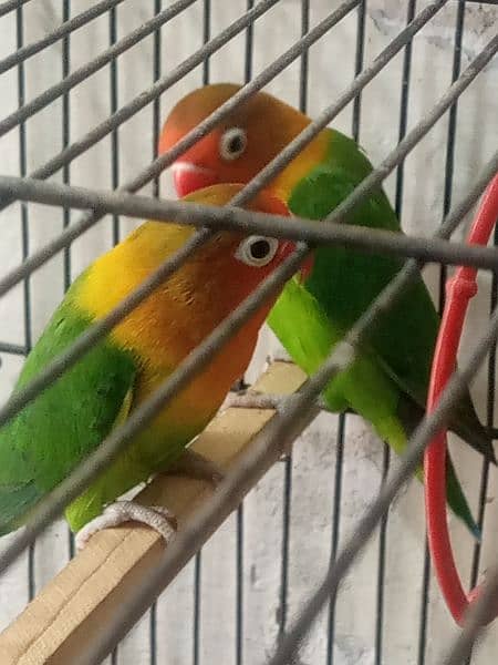 love bird 3