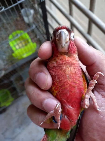 Conure /  Red Factor / Parrot / High Quailthy bird / Parrot for sale 0