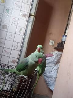 TALKACTIVE N HEALTHY RAW PARROT FOR SALE