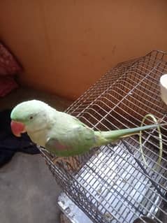 TALKACTIVE N HEALTHY RAW PARROT FOR SALE